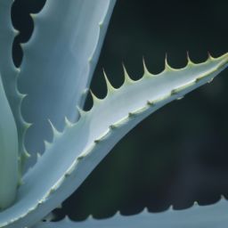 蘆薈的<strong>美容</strong>護(hù)膚方法和效果解析，告別肌膚問題！