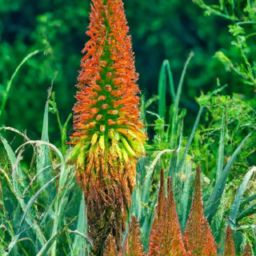 花溪蘆薈<strong>美容</strong>護(hù)膚：拯救你的肌膚問題！