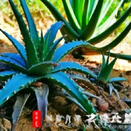 蘆薈怎么美容護膚