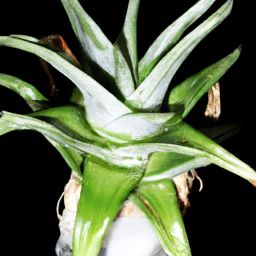 蘆薈<strong>美容</strong>護(hù)膚，白皙肌膚的秘密揭示！
