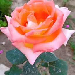 月子期間可以做<strong>美容</strong>護膚嗎女性？探討專家意見
